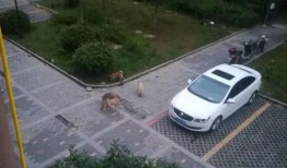 网友爆料小区怎么办呢视频,紧急应对措施全解析