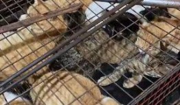 屠宰最新爆料视频大全集,屠宰行业内幕大揭秘视频全集深度解析